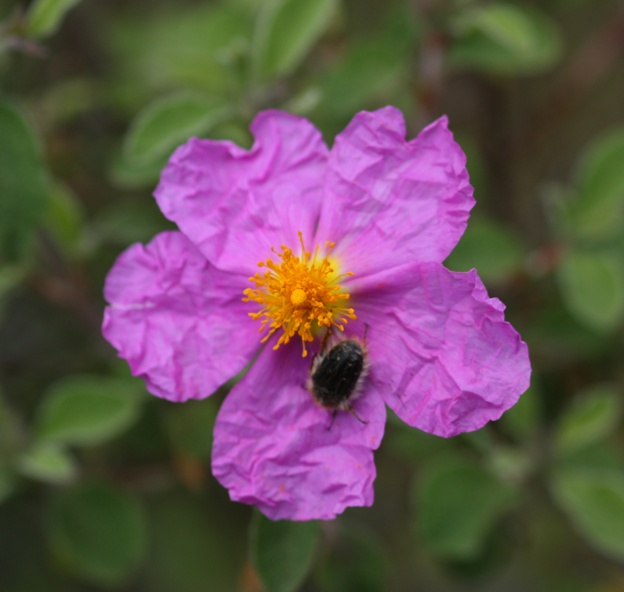 Cistus creticus subsp. eriocephalus